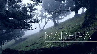 MADEIRA -  Fanal Forest | Cinematic video