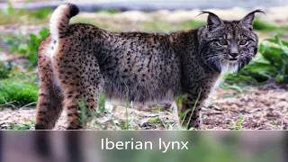 Iberian lynx (Cat) Lynx pardinus