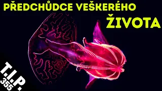 Nejstarší živočisná linie / Kůra Marsu je širší než ta Země / Obnovení chůze pomocí čipu [TIP 355]