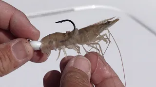 How To Hook Shrimp The CORRECT Way