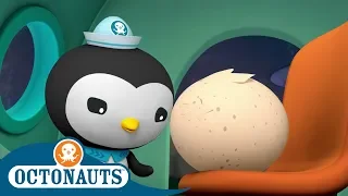 #StayHome Octonauts - The Mysterious Egg | Compilation | Cartoons for Kids