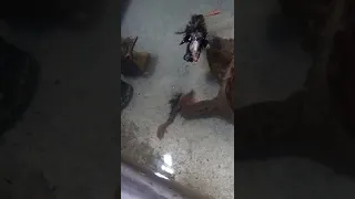 Snapping Turtle Shreds A Chicken / Warning Graphic Feeding