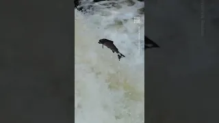 Incredible Footage Shows Salmon Run