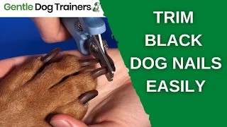 How To Clip Your Dog's Black Nails EASILY!