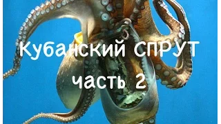 Коррупция в Краснодарском крае. Кубанский СПРУТ часть 2