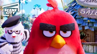 The Angry Birds Movie: Anger Management (FAMILY MOVIE HD CLIP)