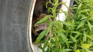 Raccoon Removal Etobicoke | Icon Pest