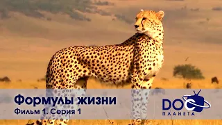 Формулы жизни - Часть 1.Уравнение, которое съел гепард. Серия 1 -Документальный фильм