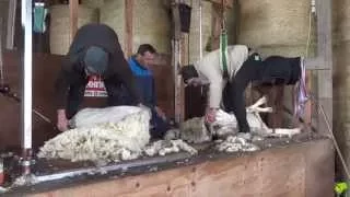 Chantier de tonte de moutons Mérinos, Bergerie Nationale de Rambouillet