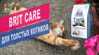 Brit Care для толстых котиков | Обзор Brit Care для толстых котиков