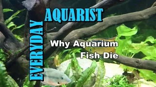 3 Reasons Why Aquarium Fish Die