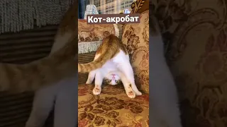 Кот-акробат 😂