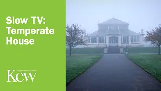 Slow TV: Temperate House | Kew Gardens