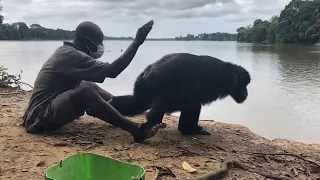 When Chimpanzees Act Like Human - So Amazing