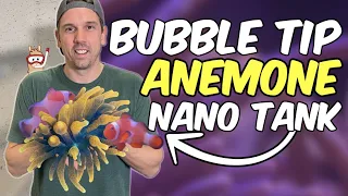 Introducing a COLORFUL New Bubble Tip Anemone to My Nano Clownfish Aquarium