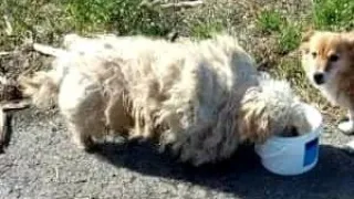 This Dog Was So Matted He Could Barely Walk