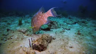 Hogfish  Eber-Lippfisch