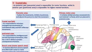 Functional cortical areas of the brain-Dr.Ahmed Farid