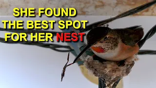 This Allen's Hummingbird is Building Her Nest Under the Roof