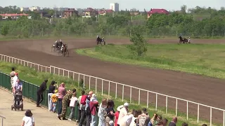 2023.05.28  3й –  8й заезды  Приз им. Чесменского к/з Коб. орловской пор. рожд.2019 г. 1600м Воронеж