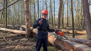 Разработка Бурелома  новая лесосека на 500 куб Валка Stihl MS 361