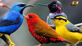 Relax With The Colorful Singing Bird Garden To Relieve Stress 4K🦜🐦