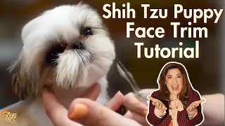 Shih Tzu Puppy Grooming Face Transformation Tutorial | Teddy Bear Cut