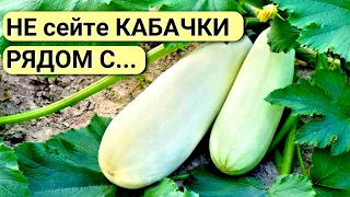 Сажаем КАБАЧКИ правильно. Как посеять ЦУКИНИ для большого урожая. С чем рядом нельзя сеять кабачки.