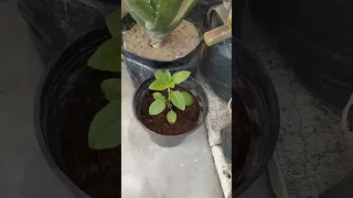 Repotting Tulsi Plant 🌱 And Purchased Cocopeat Brick From Nursery #gardening #shorts