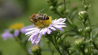 Пчела опыляет цветок Видео 4К | A bee pollinates a flower Video Ultra HD