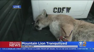 Mountain Lion Captured In Simi Valley Neighborhood