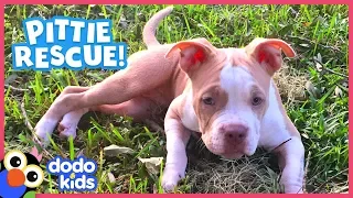 Wobbliest Little Pit Bull Puppy Is So Determined To Walk! | Animal Videos For Kids | Dodo Kids