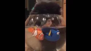Cat finding Nemo and Dori - Кот в поисках Немо и Дори
