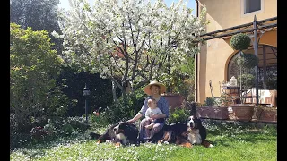 Лимоны, яблонька, розы... Мой сад под солнцем Тосканы в апреле 🥰