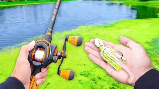 Fishing a CHATTERDONK for BIG Bass (Bank Fishing)