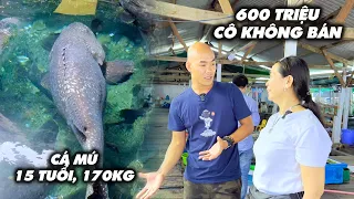 CON CÁ MÚ KHỔNG LỒ NẶNG 170KG , 600 TRIỆU BÀ CHỦ KHÔNG BÁN