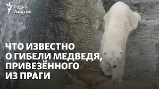 Что известно о гибели полярного медведя Тома, привезенного из Праги?