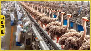 How The Chinese Make 50 Million USD a Year from Ostrich Mea | Food Processing Machines