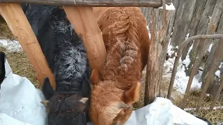 Холодно ли быкам  зимой?