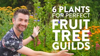 Unlocking the Genius of Fruit Tree Guilds for Abundant Harvests