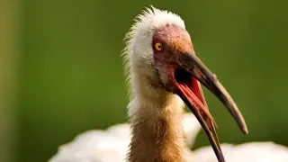 Siberian crane - You cannot stand it | Film Studio Aves