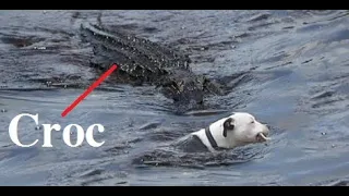 alligator kill pitbull dog in front of owner catch in camera