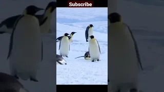 Penguin Funny Falls 🥰😍 |Antarctica | Penguin Walking With Baby | Penguin Baby | Wild life #short