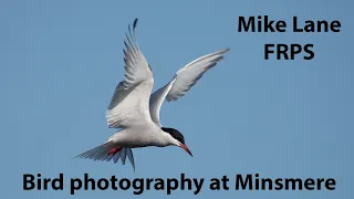 Bird Photography at RSPB Minsmere