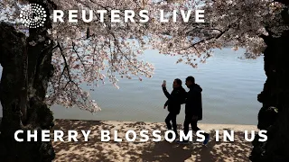 LIVE: Cherry blossoms bloom in Seattle and Washington, DC