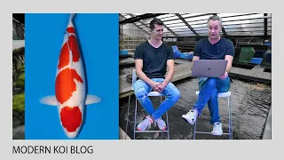 Modern Koi Blog #4916 - Konishis beste Jumbokoi aus dem Naturteich Amatsu