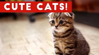 Cutest Cats Compilation 2017 | Best Cute Cat Videos Ever