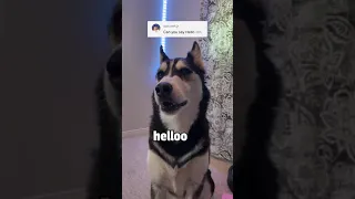 Can My HUSKY Speak ENGLISH?!😱