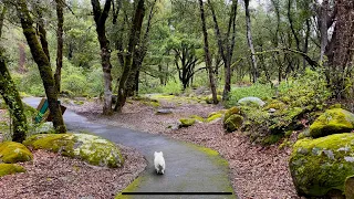 VIRTUAL DOG WALK: Puppy Enjoying FOREST Ambiance