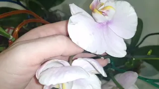 Как спасти орхидеи от тли
